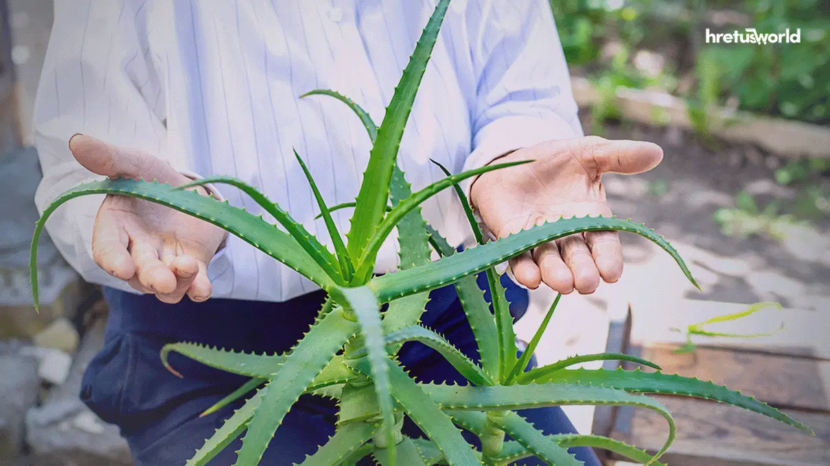 চুলের যত্নে অ্যালোভেরা জেলের উপকারিতা। 3 aloe vera Tree