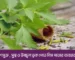 Use neem leaves to get acne-free, healthy and glowing skin